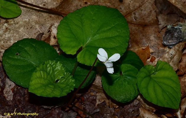 {Viola blanda}